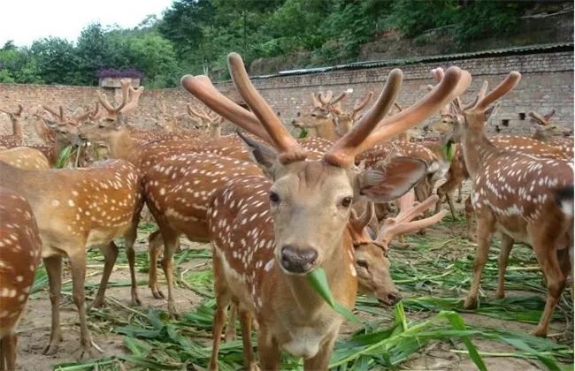 农村种什么养殖致富_农村种植养殖致富项目_种植养殖致富