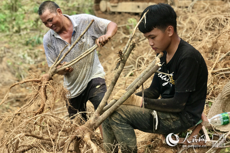 莪术种植成本与利润_莪术种植致富故事_莪术种植技术视频