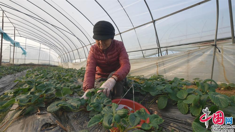 草莓种植致富女能人_种草莓发家致富_种草莓能致富吗