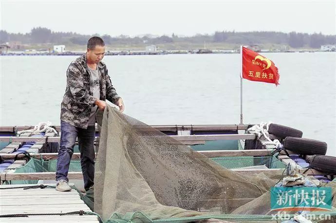 湛江农村养殖什么好_致富养殖湛江项目有哪些_湛江养殖致富项目