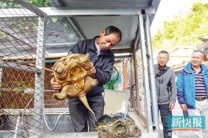 湛江农村养殖什么好_致富养殖湛江项目有哪些_湛江养殖致富项目