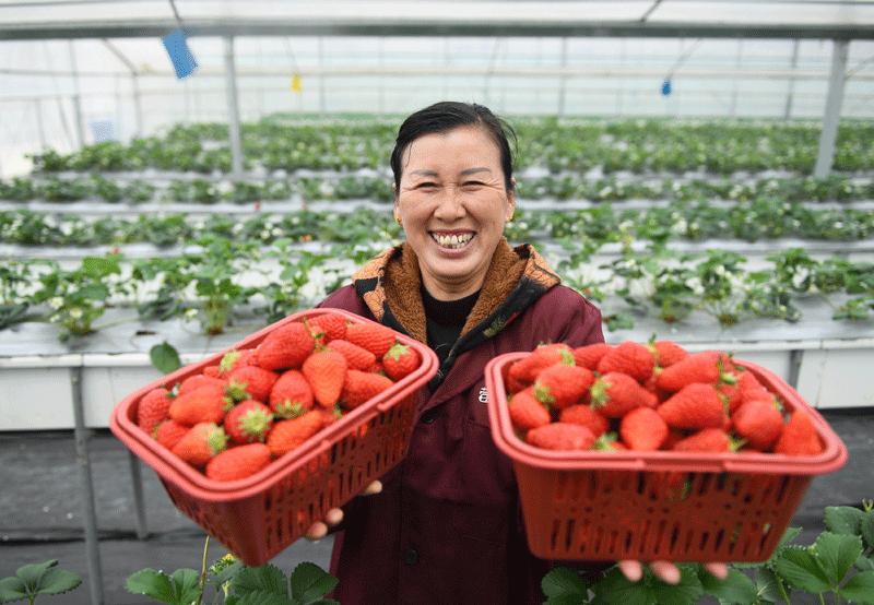 种草莓能致富吗_种草莓的女人_草莓种植致富女能人