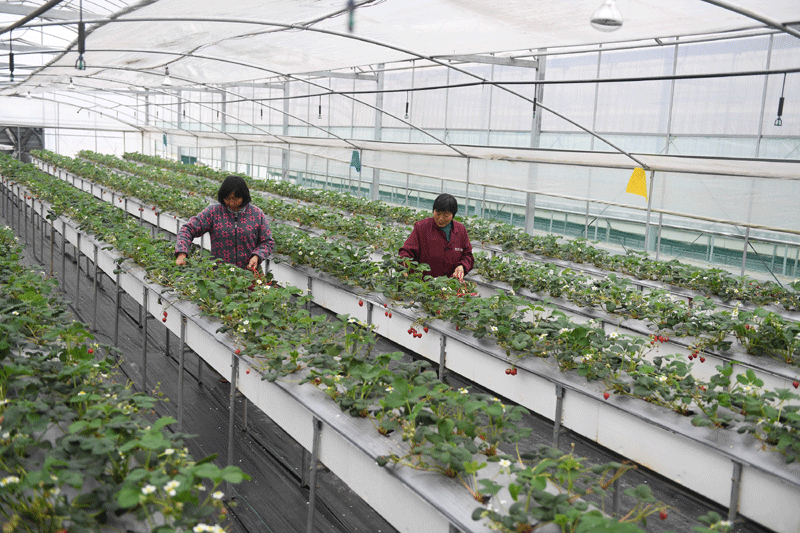 草莓种植致富女能人_种草莓的女人_种草莓能致富吗