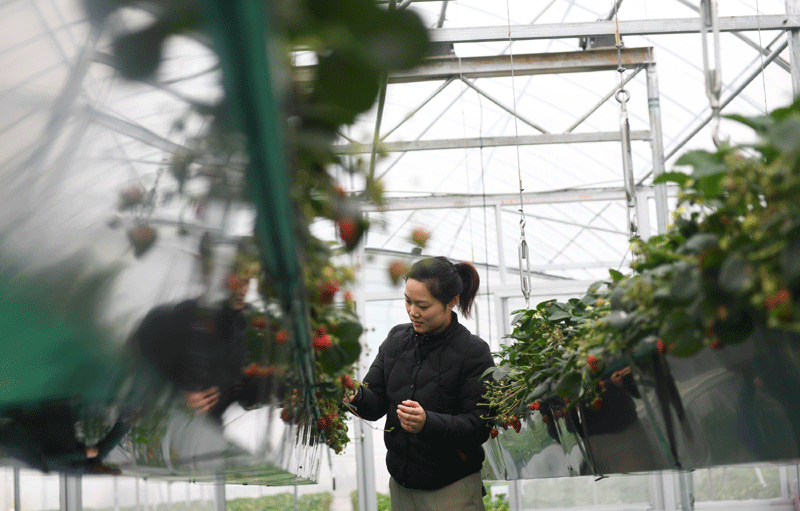 种草莓能致富吗_种草莓的女人_草莓种植致富女能人