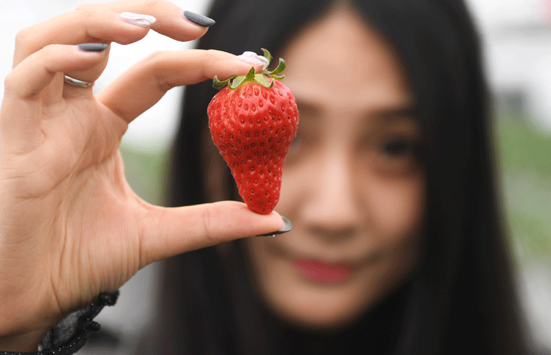 草莓种植致富女能人_种草莓的女人_种草莓能致富吗