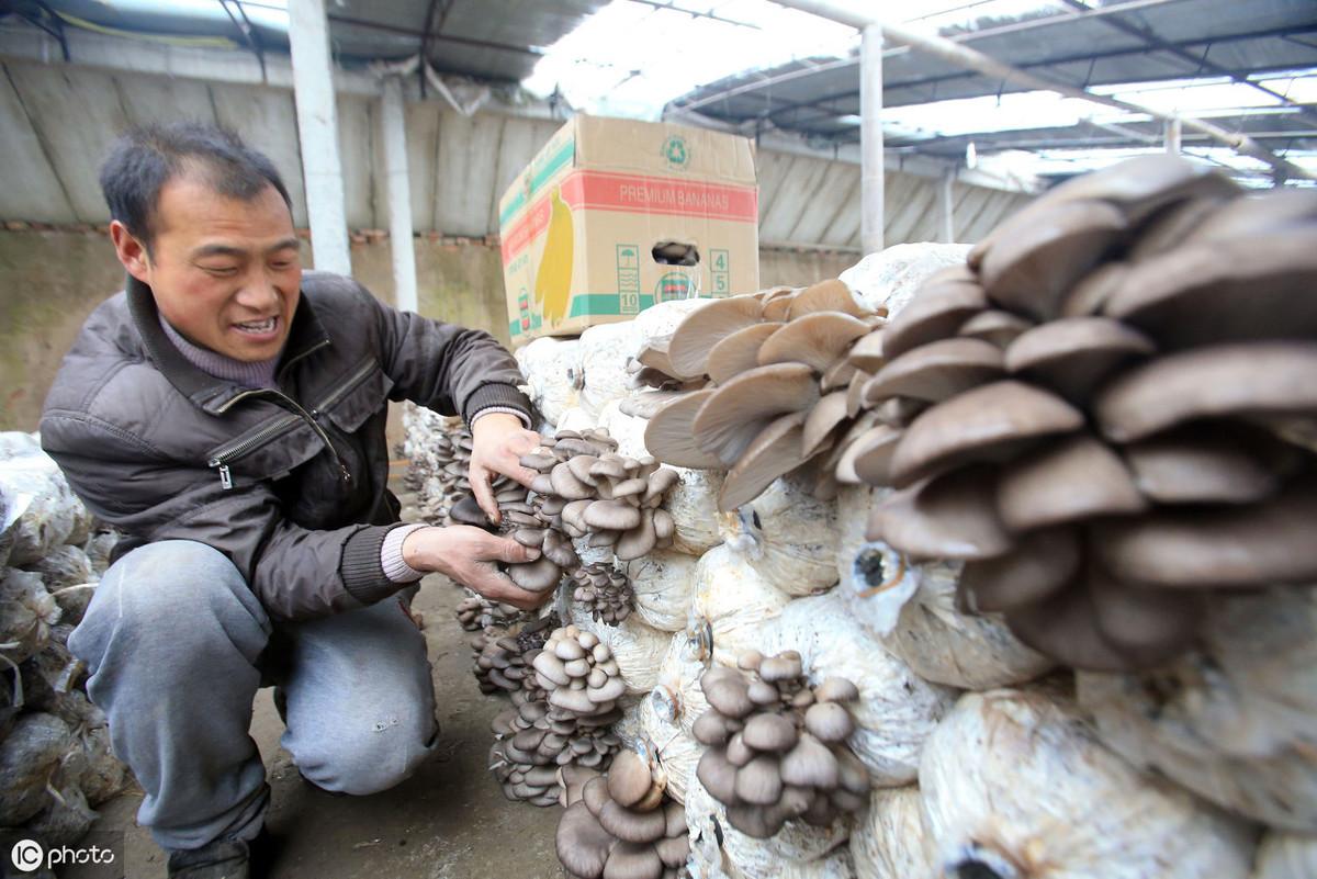 平菇种植技术培训视频_秋平菇的种植技术_平菇种植方案