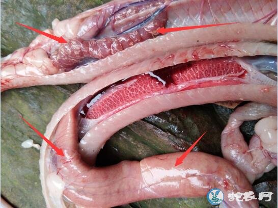 图说养蛇：近年来越南眼镜蛇养殖场常见的“绝症”分析！