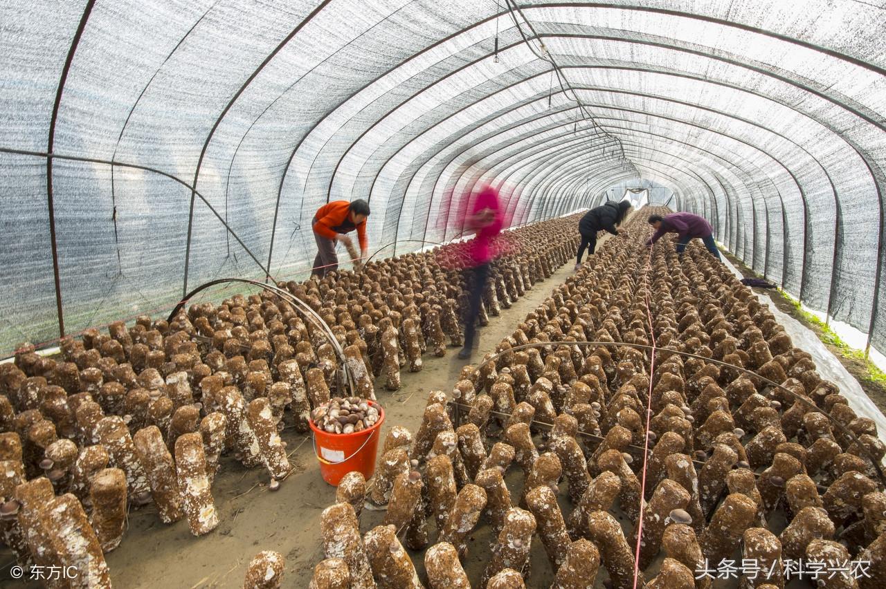 蘑菇致富种植方法_致富种植蘑菇_蘑菇种植挣钱吗