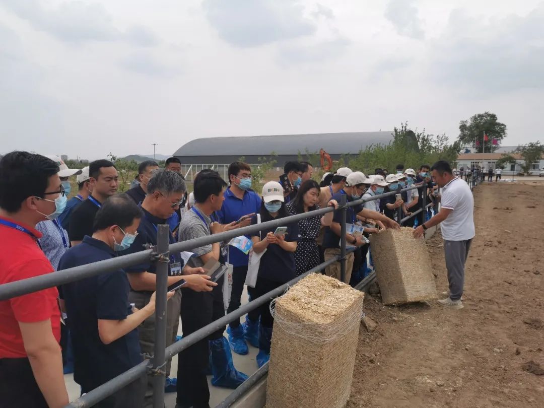 辽宁肉牛养殖基地_辽宁养殖肉牛犊技术培训_辽宁肉牛犊养殖技术