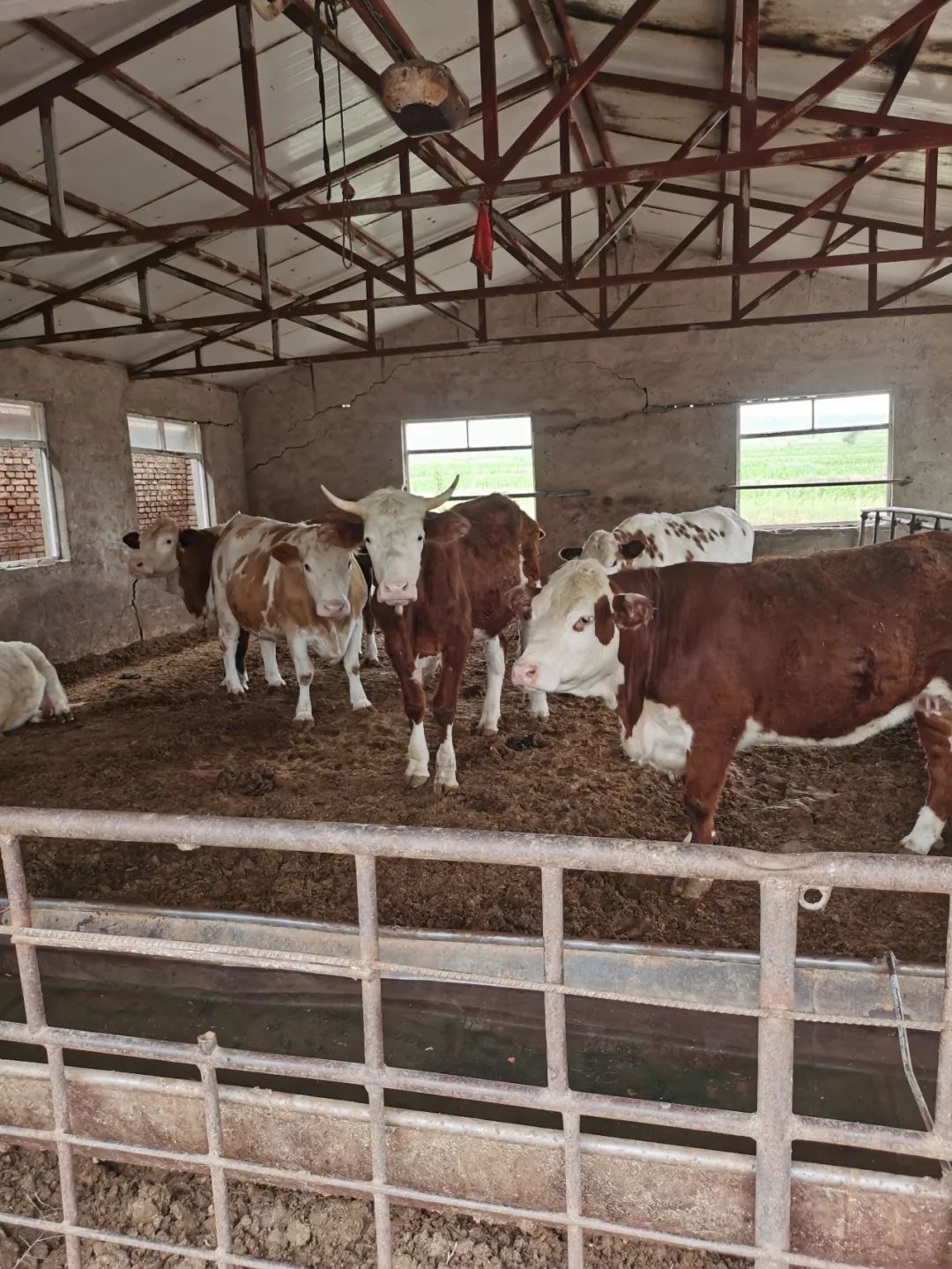 辽宁肉牛养殖基地_辽宁养殖肉牛犊技术培训_辽宁肉牛犊养殖技术