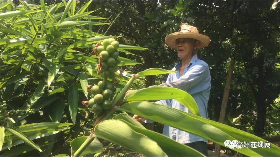 种植致富案例_种植免费致富果_致富经农村种植