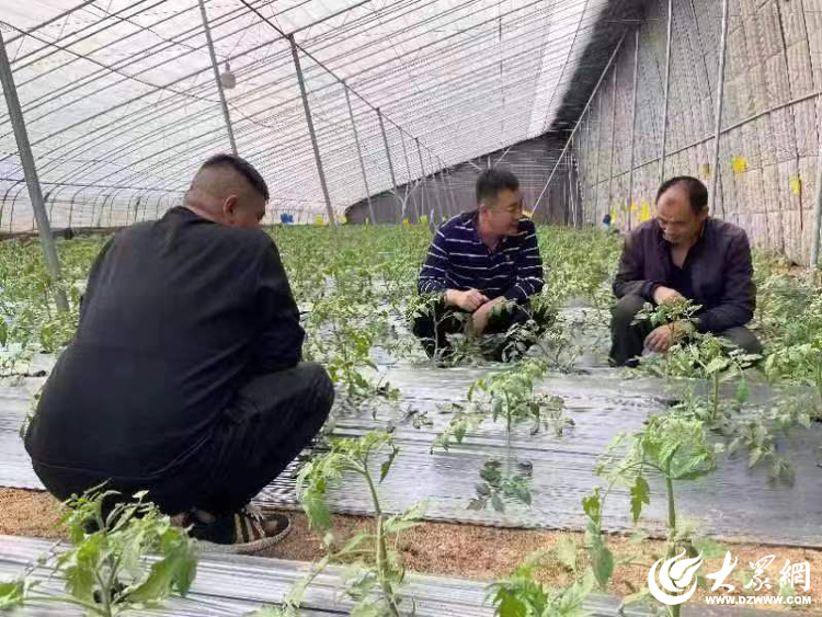 种植泡椒致富_泡椒种植利润有多大_致富种植泡椒怎么样