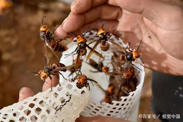 人工养殖马蜂有什么用_人工马蜂养殖技术视频_视频养殖人工马蜂技术视频大全