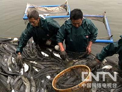 致富经养鸡视频大全_致富鸡汤_致富经鸡