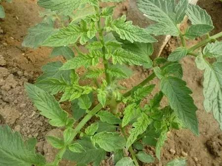 蔬菜种植技术网站_蔬菜种植技术网_蔬菜种苗网