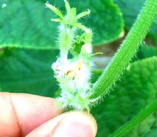 蔬菜种苗网_蔬菜种植技术网站_蔬菜种植技术网