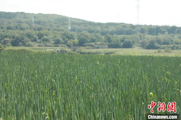 从偏居一隅的小山村，到激活生态资源，发展特色农业，张家河村走出一条农旅融合的绿色发展之路。　向上 摄