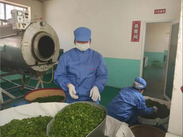 致富经连翘种植_中药材连翘种植_致富种植连翘怎么样