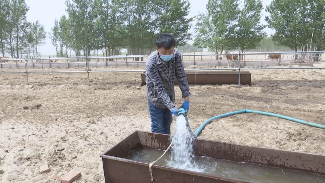 视频致富养殖黄牛骗局_黄牛养殖致富视频_视频致富养殖黄牛是真的吗