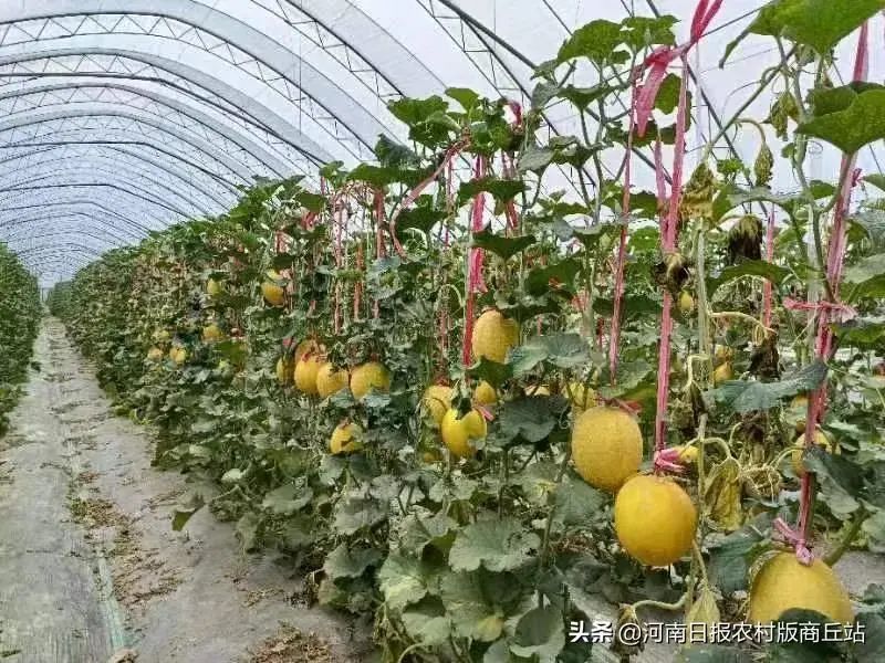 致富经四川羊肚菌地址_四川羊肚菌种植合作社在哪里_四川羊肚菌菌种公司