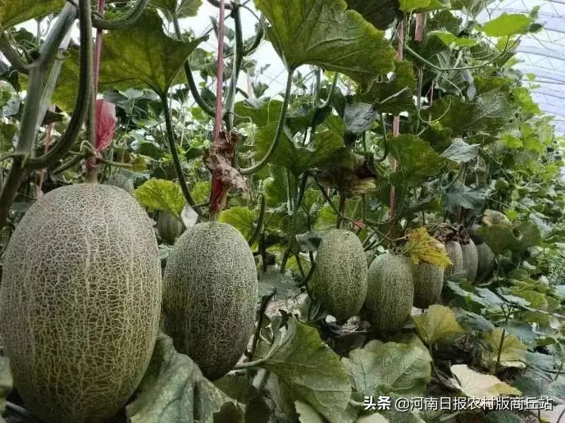 四川羊肚菌菌种公司_致富经四川羊肚菌地址_四川羊肚菌种植合作社在哪里