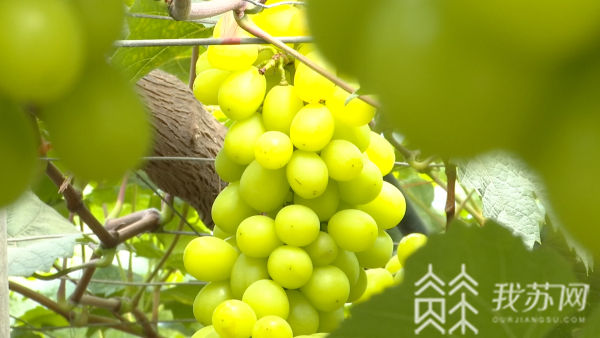 致富经早紫玫瑰葡萄_紫玫瑰葡萄的功效与作用_早紫玫瑰葡萄的口感