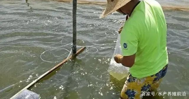 网箱养殖淡水虾_网箱基围虾养殖技术_网箱养殖河虾技术