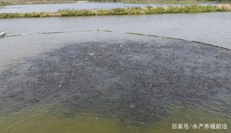 网箱养殖淡水虾_网箱养殖河虾技术_网箱基围虾养殖技术