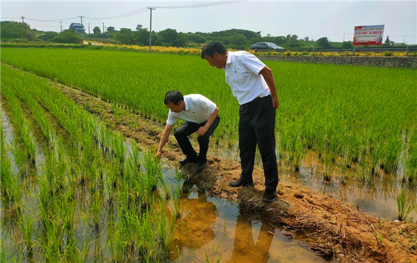 句容白兔解塘村：取好“致富经” 种植水稻忙