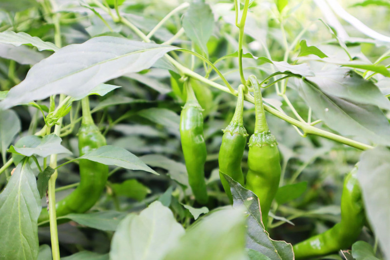 致富种植泡椒视频_种植泡椒致富_致富种植泡椒怎么样