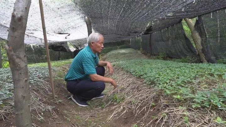 种植荆芥一亩地能挣多少钱_致富种植荆芥视频_种植荆芥致富