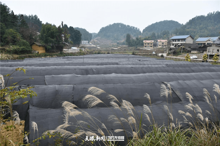 四川羊肚菌种植合作社在哪里_羊肚菌四川基地_致富经四川羊肚菌地址