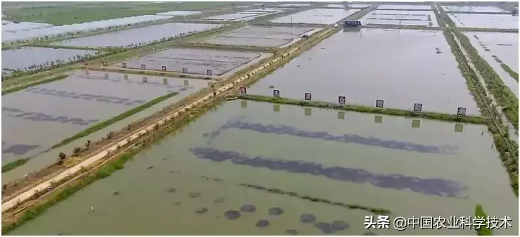 螃蟹养殖业_福建有没有螃蟹养殖基地_福建河螃蟹养殖技术