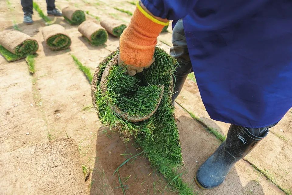 种草养殖致富_种养致富项目_种植养殖致富