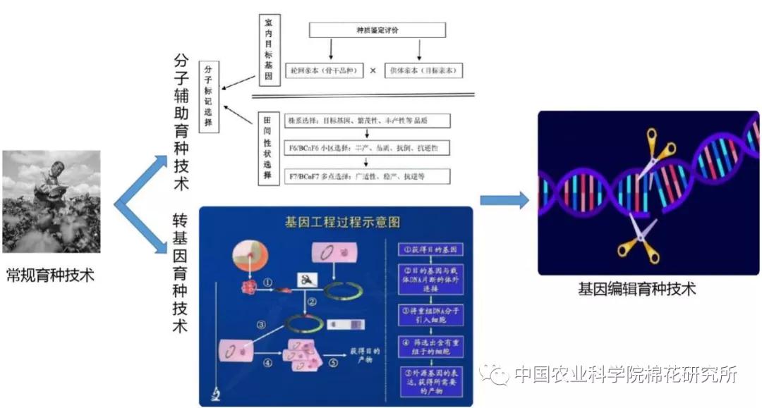 推广农作物_成效作物优质推广经验总结_优质作物推广成效及经验