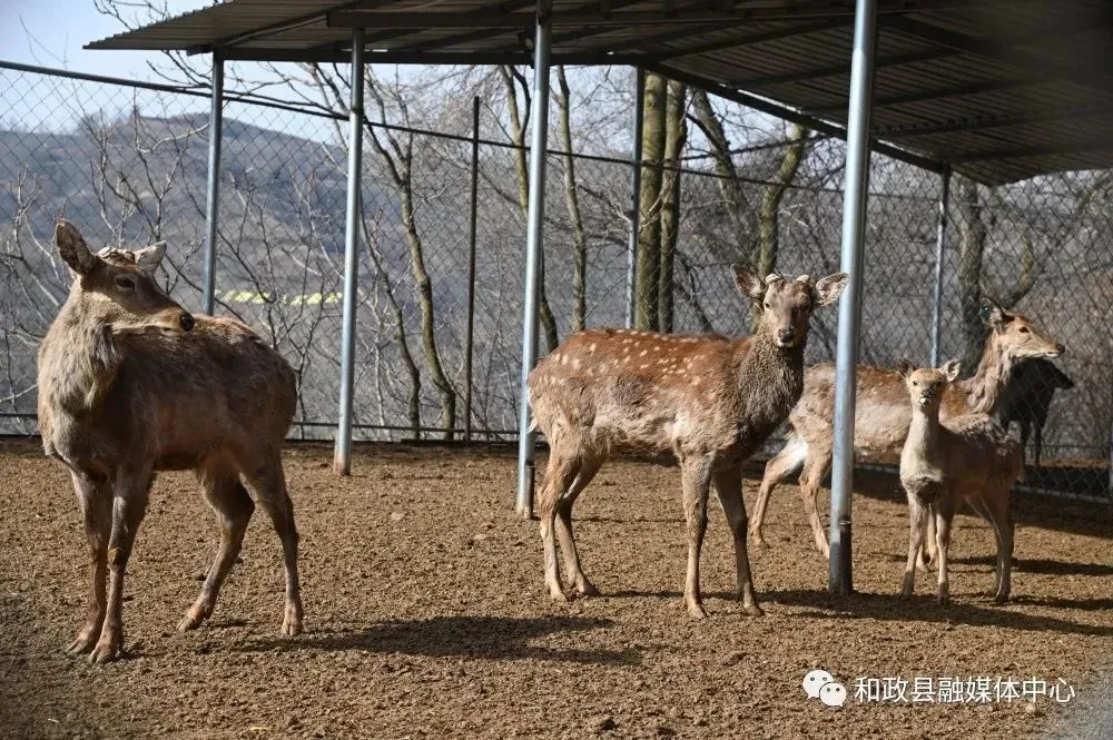 致富经养鹿_养鹿养殖致富_致富经养鹿八年五万变百万