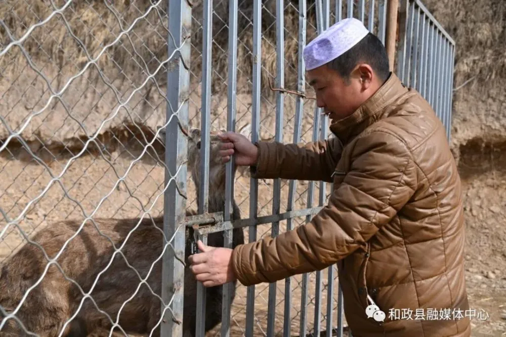 致富经养鹿_致富经养鹿八年五万变百万_养鹿养殖致富