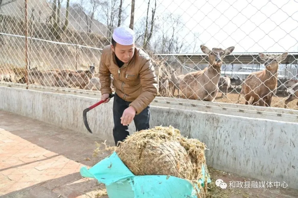 致富经养鹿_致富经养鹿八年五万变百万_养鹿养殖致富