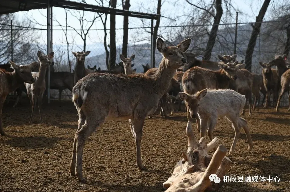 致富经养鹿_养鹿养殖致富_致富经养鹿八年五万变百万