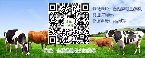 养殖肉鹌鹑技术用法大全_肉用鹌鹑养殖技术_养殖肉鹌鹑技术用途有哪些