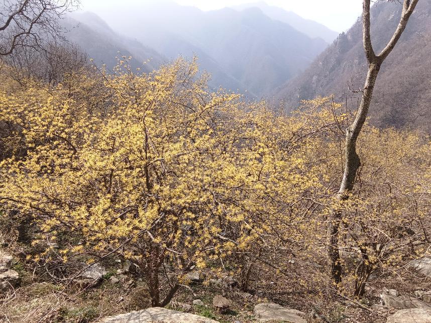 致富经连翘种植_致富种植连翘图片_种植连翘的效益怎么样