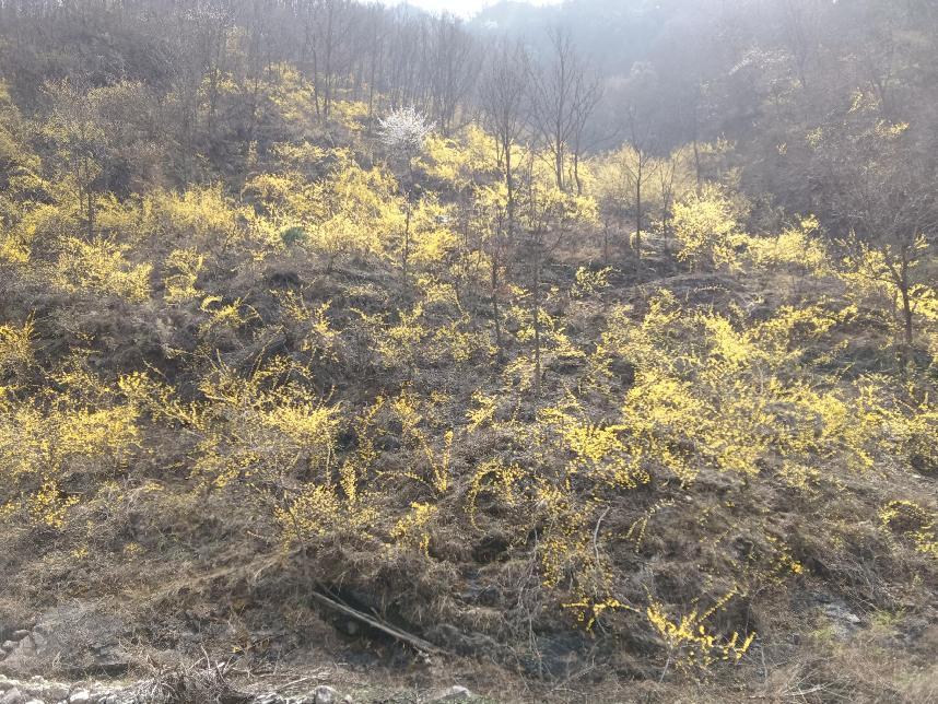 种植连翘的效益怎么样_致富种植连翘图片_致富经连翘种植