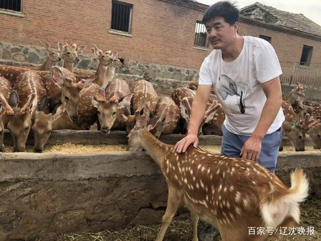 致富鹿养殖养什么品种_养鹿养殖致富_致富经养鹿