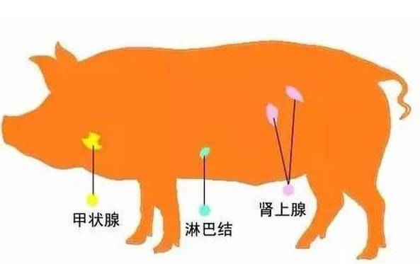 紫茄子的种植技术视频_茄子种子种植视频_茄子种植技术视频请看农广天地