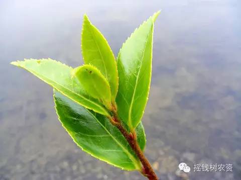 油茶种植管理技术书籍_油茶种植管理技术培训_油茶种植管理技术书