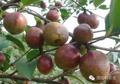 油茶种植管理技术书_油茶种植管理技术书籍_油茶种植管理技术培训