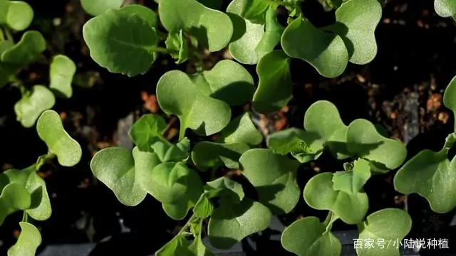 波菜的种植技术_如何种植波菜_怎样种波菜过程视频