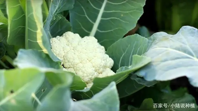 如何种植波菜_波菜的种植技术_怎样种波菜过程视频