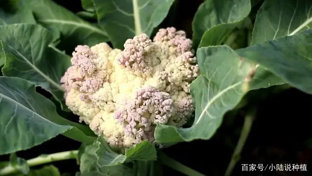 如何种植波菜_波菜的种植技术_怎样种波菜过程视频