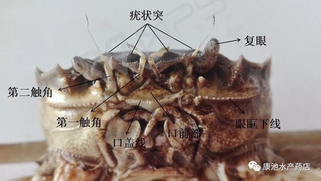 淡水鲳鱼养殖技术_淡水鲳鱼养殖方法_淡水鲳鱼养殖对水质要求高不